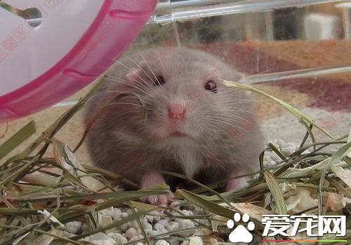 一線倉鼠品種 一線倉鼠的主要品種有哪些