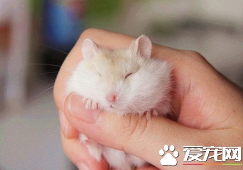 一線倉鼠和三線倉鼠的區別 看是否紅眼