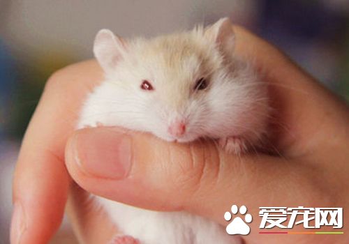 一線倉鼠的壽命 一線倉鼠平均壽命2到3年
