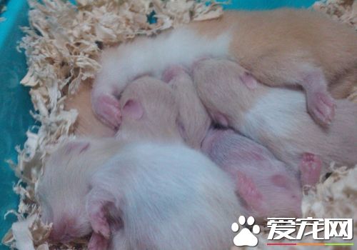 一線倉鼠的壽命 一線倉鼠平均壽命2到3年