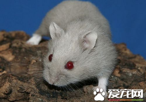 一線倉鼠可以洗澡嗎 一線倉鼠正確的洗澡方法