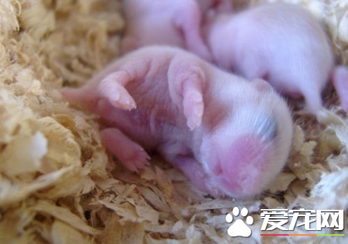 老婆婆倉鼠吃什麼 可以吃高蛋白類食物