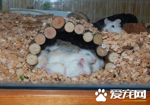 老婆婆倉鼠吃什麼 可以吃高蛋白類食物
