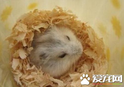 琥珀倉鼠的眼睛 琥珀倉鼠紅眼病的治療