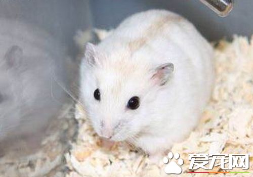 金狐倉鼠好養嗎 金狐倉鼠就是好養活的倉鼠