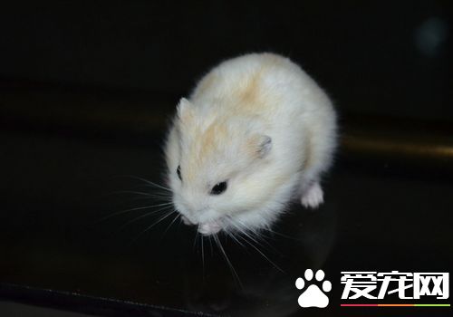 金狐倉鼠性格 金狐倉鼠的個性很溫和