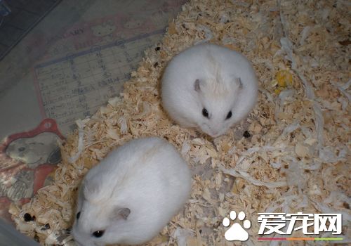 金狐倉鼠好養嗎 金狐倉鼠就是好養活的倉鼠