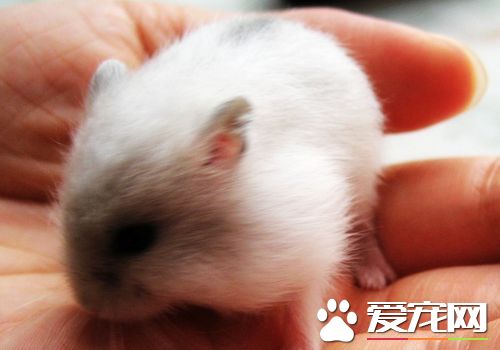 金狐倉鼠好養嗎 金狐倉鼠就是好養活的倉鼠