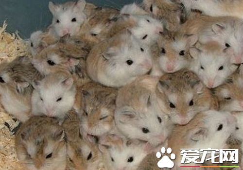 金狐倉鼠性格 金狐倉鼠的個性很溫和