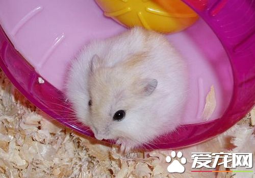 金狐倉鼠性格 金狐倉鼠的個性很溫和