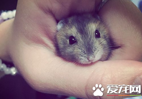 三線倉鼠壽命 三線倉鼠的壽命一般在2到3年