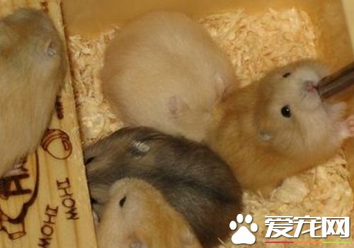 三線倉鼠吃什麼 三線倉鼠吃的五個種類