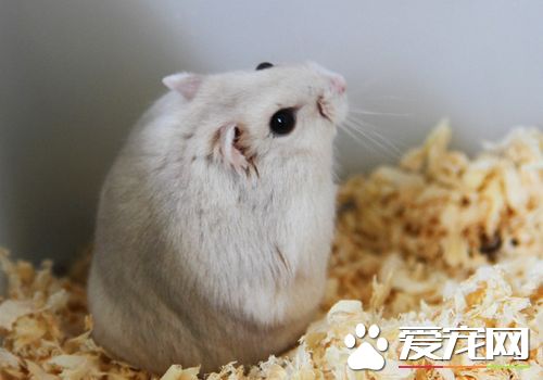 三線倉鼠壽命 三線倉鼠的壽命一般在2到3年