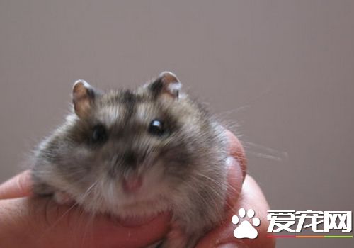三線倉鼠有哪些 三線倉鼠花色分類及種類