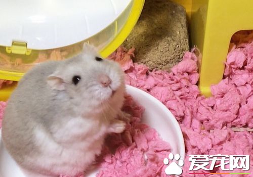 三線倉鼠吃什麼 三線倉鼠吃的五個種類