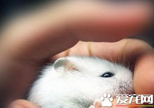 三線倉鼠有哪些 三線倉鼠花色分類及種類