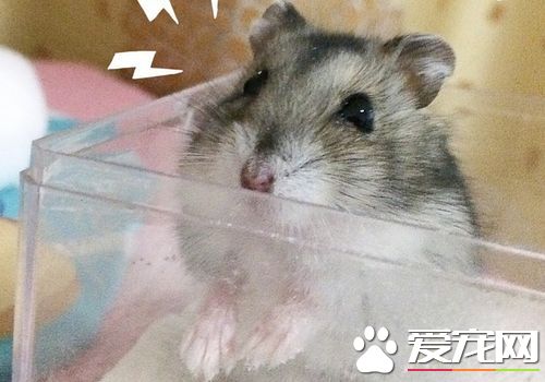 三線倉鼠能長多大 三線倉鼠體長8到11厘米