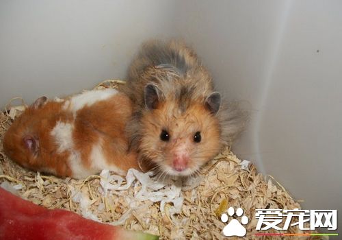 西施熊吃什麼 可以給它吃葉子類綠色蔬菜