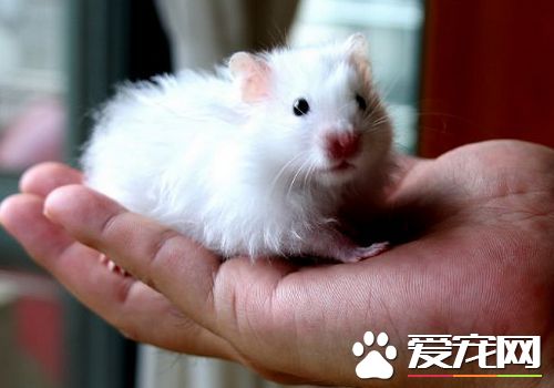 西施熊吃什麼 可以給它吃葉子類綠色蔬菜