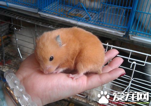 西施熊吃什麼 可以給它吃葉子類綠色蔬菜