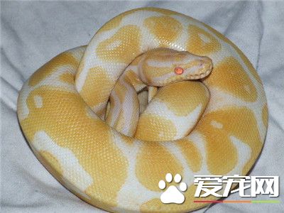球蟒咬人嗎 球蟒很溫順一般情況不咬人的