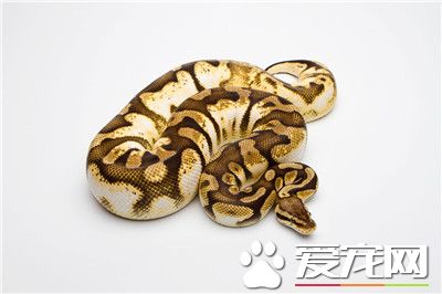 球蟒咬人嗎 球蟒很溫順一般情況不咬人的