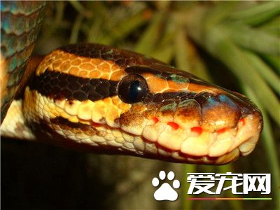 球蟒飼養環境 濕度保持在60%左右就可以