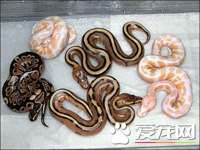 球蟒生長速度 每條蛇的生長速度各有不同