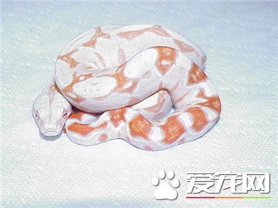 最大的球蟒 世界上最大的球蟒體重超1134公斤