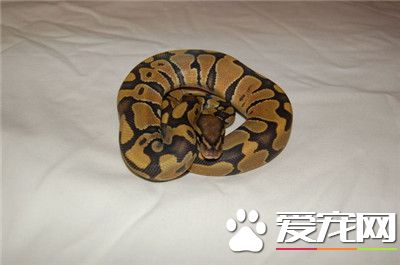 球蟒生長速度 每條蛇的生長速度各有不同