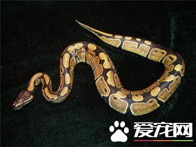 最大的球蟒 世界上最大的球蟒體重超1134公斤