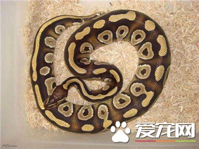 最大的球蟒 世界上最大的球蟒體重超1134公斤