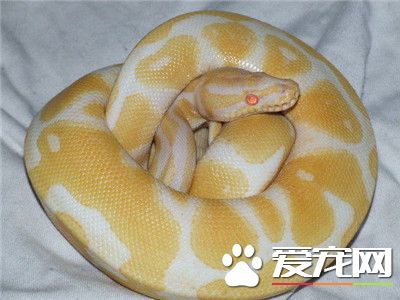 球蟒有毒嗎 球蟒是沒有毒的蛇類品種