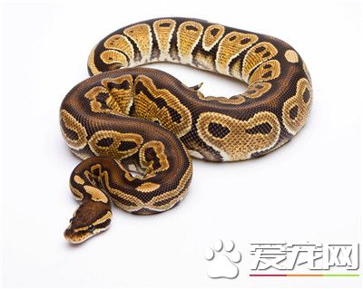 球蟒生活習性 球蟒的最佳溫度在25到30度之間