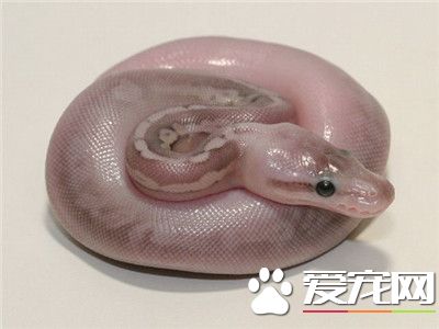 球蟒有毒嗎 球蟒是沒有毒的蛇類品種