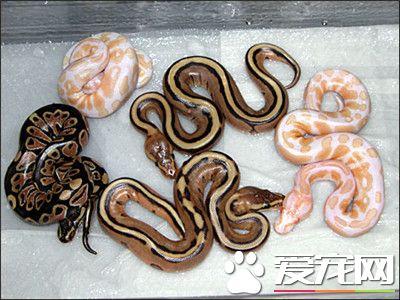 球蟒有毒嗎 球蟒是沒有毒的蛇類品種