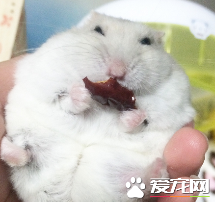 奶茶倉鼠咬人嗎 怎麼讓奶茶倉鼠不咬人