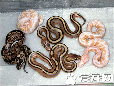 球蟒生活習性 球蟒的最佳溫度在25到30度之間