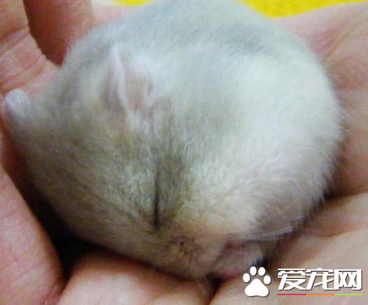 奶茶倉鼠咬人嗎 怎麼讓奶茶倉鼠不咬人