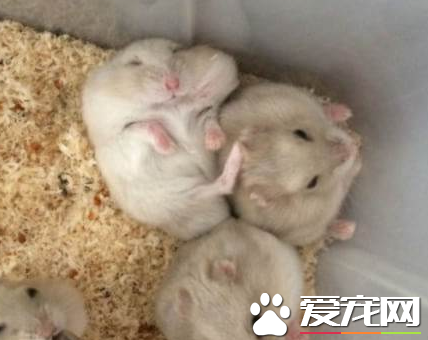 奶茶倉鼠性格 奶茶倉鼠生性較懶外界反應敏銳
