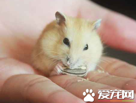 奶茶倉鼠性格 奶茶倉鼠生性較懶外界反應敏銳