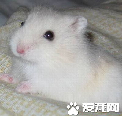 奶茶倉鼠好養嗎 奶茶倉鼠是最容易親近的品種