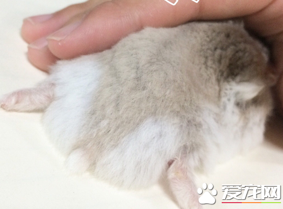 奶茶倉鼠好養嗎 奶茶倉鼠是最容易親近的品種