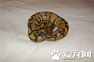 球蟒不進食怎麼辦 溫度保持在28到32攝食正常