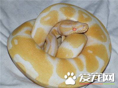 球蟒能長到多大 球蟒最大約達2.2米左右
