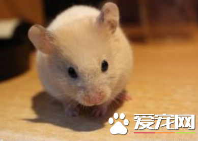 金絲熊什麼時候繁殖 大約在出生兩個月後