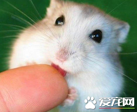 布丁倉鼠會變色嗎 倉鼠會變色是正常的