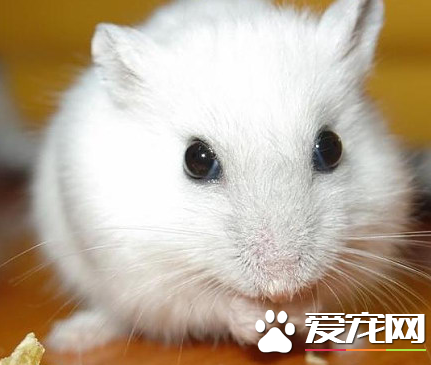 布丁倉鼠能長多大 體長可達到7到8厘米