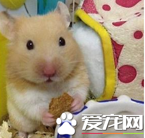 金絲熊可以用貓砂嗎 夏天用的降溫沙就是貓砂