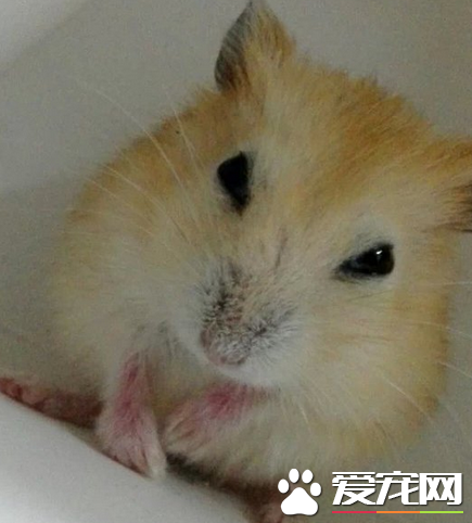 布丁倉鼠性格 布丁倉鼠不喜歡曬太陽